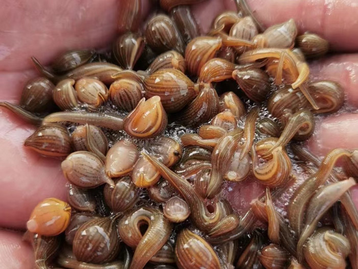 小勐拉99厅成苗