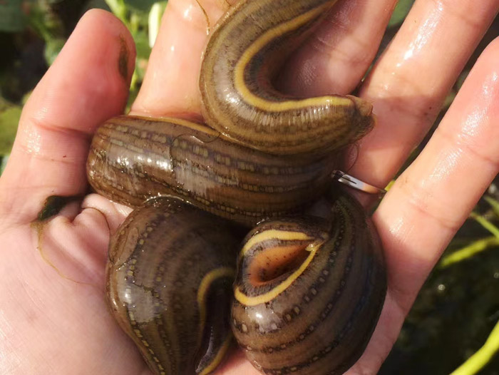 小勐拉99厅成苗