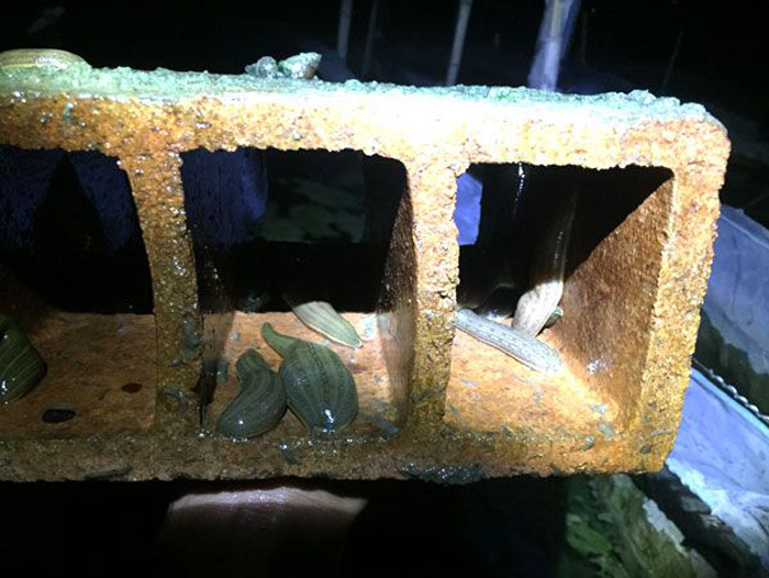 小勐拉99厅成苗