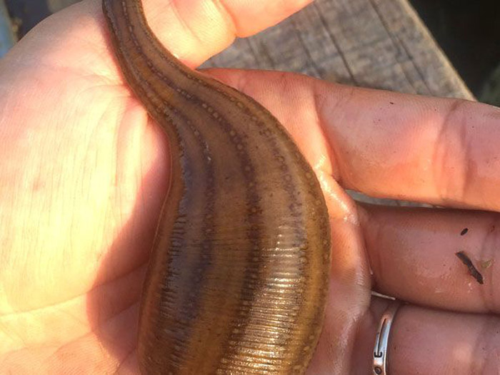 小勐拉99厅成苗