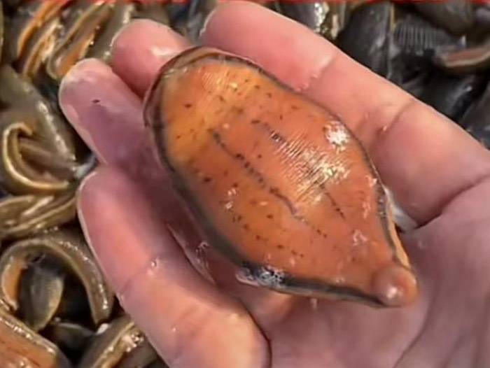 小勐拉99厅成苗