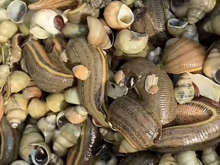 小勐拉99厅成苗