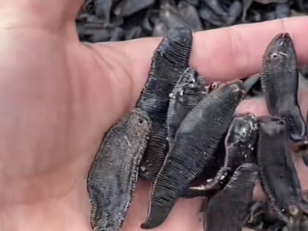 小勐拉99厅制品