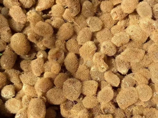 小勐拉99厅卵茧