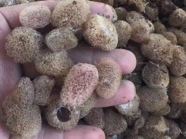 小勐拉99厅卵茧