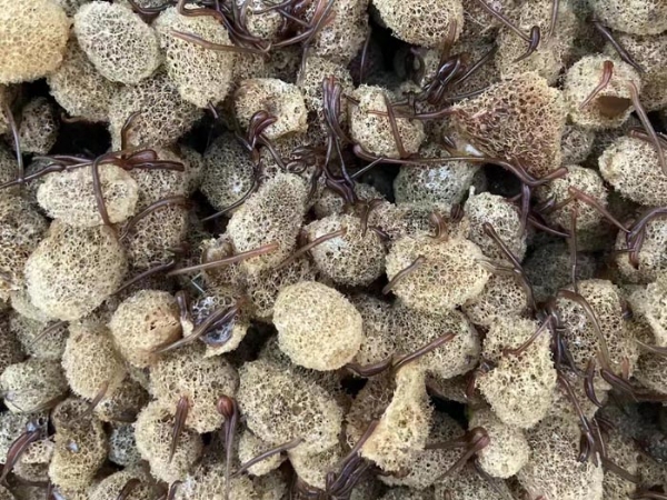 小勐拉99厅卵茧