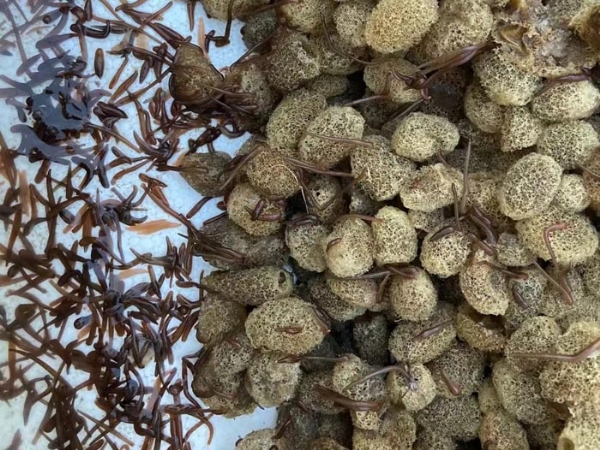 小勐拉99厅卵茧