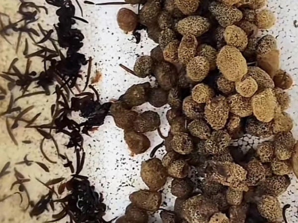 小勐拉99厅卵茧