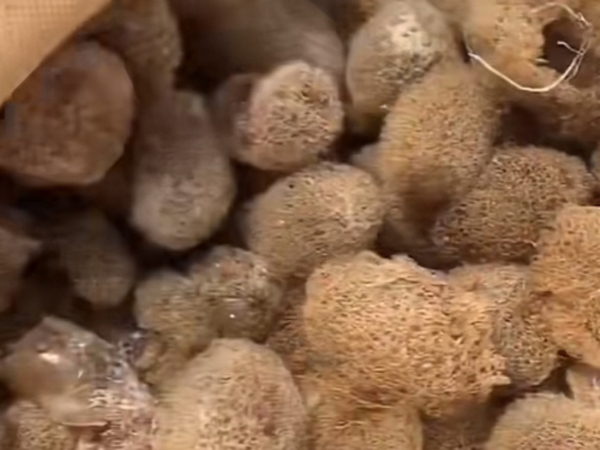 小勐拉99厅卵茧