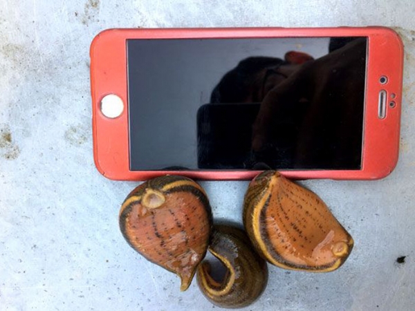 小勐拉99厅小苗