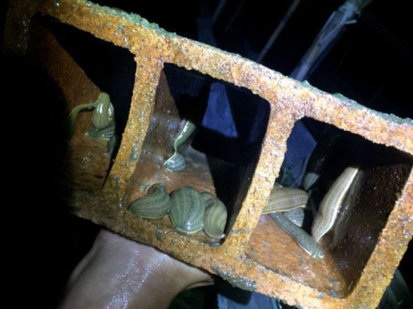 小勐拉99厅小苗