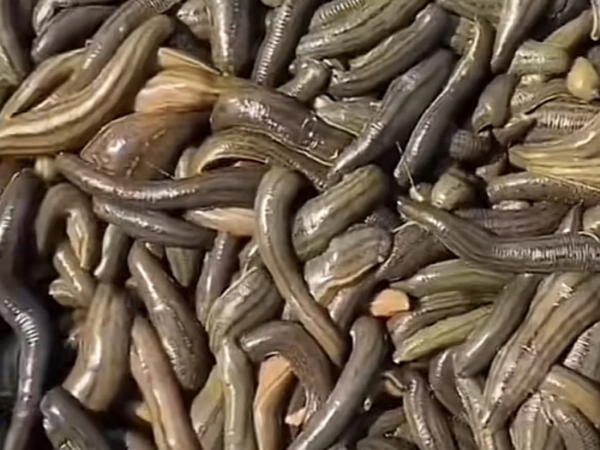 小勐拉99厅小苗