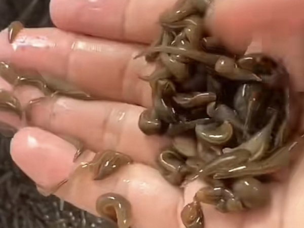 小勐拉99厅小苗