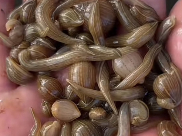 小勐拉99厅小苗