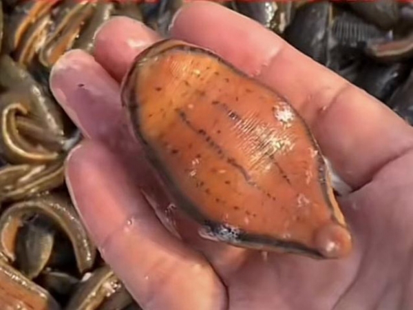 小勐拉99厅成苗