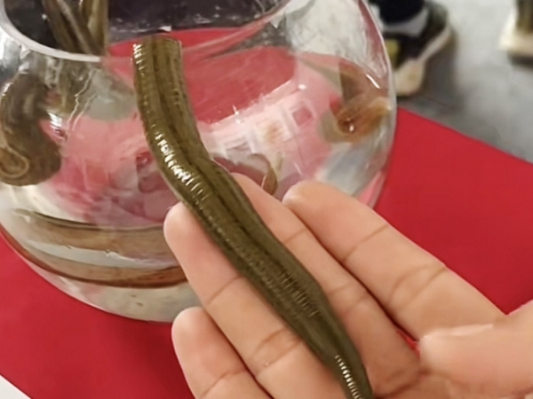 小勐拉99厅成苗