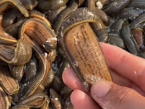 小勐拉99厅成苗