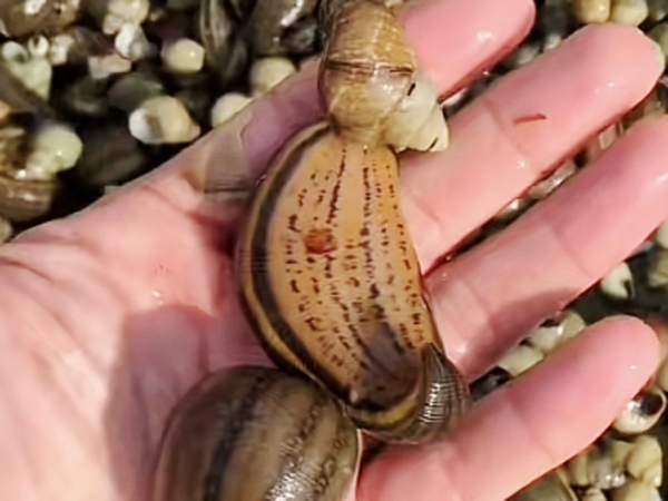 小勐拉99厅成苗