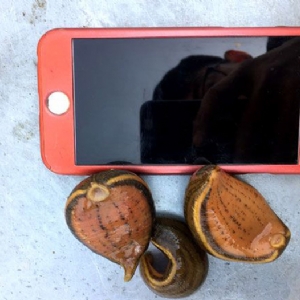 小勐拉99厅小苗