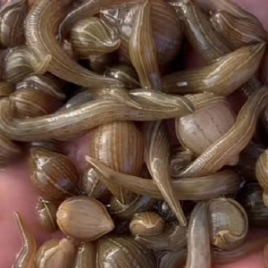 小勐拉99厅小苗