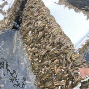 小勐拉99厅成苗