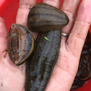 小勐拉99厅成苗