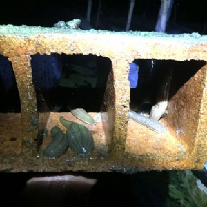 小勐拉99厅成苗