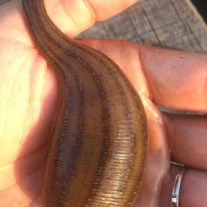 小勐拉99厅成苗