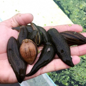 小勐拉99厅成苗