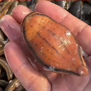 小勐拉99厅成苗