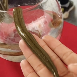 小勐拉99厅成苗