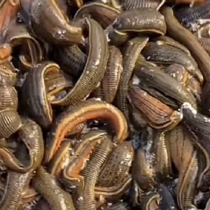 小勐拉99厅成苗