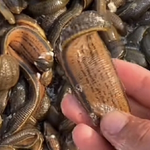 小勐拉99厅成苗