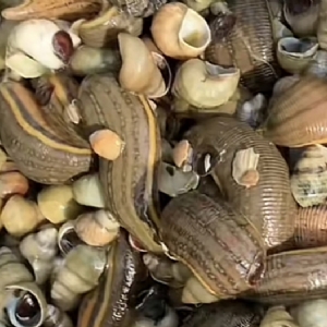 小勐拉99厅成苗