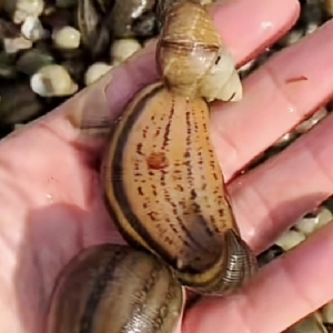 小勐拉99厅成苗