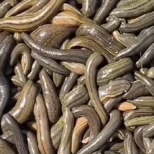 小勐拉99厅成苗