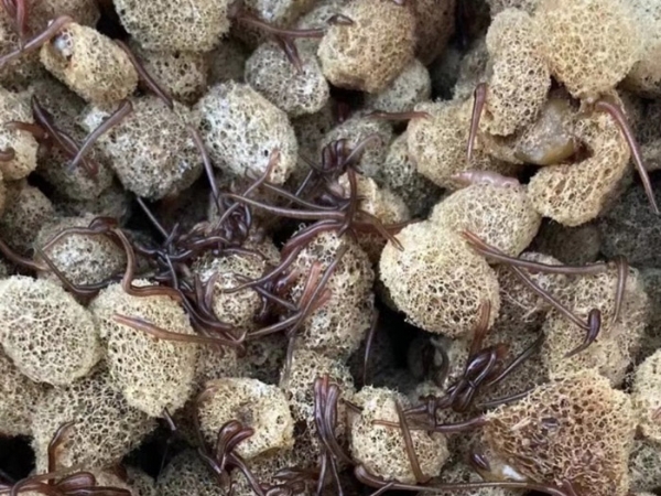 小勐拉99厅养殖技术履历和技巧浅谈